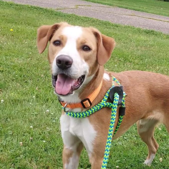 Enlarge Pippin (20260910-01), a Adopted mixed breed in Niagara on the Lake, ON image 3/5