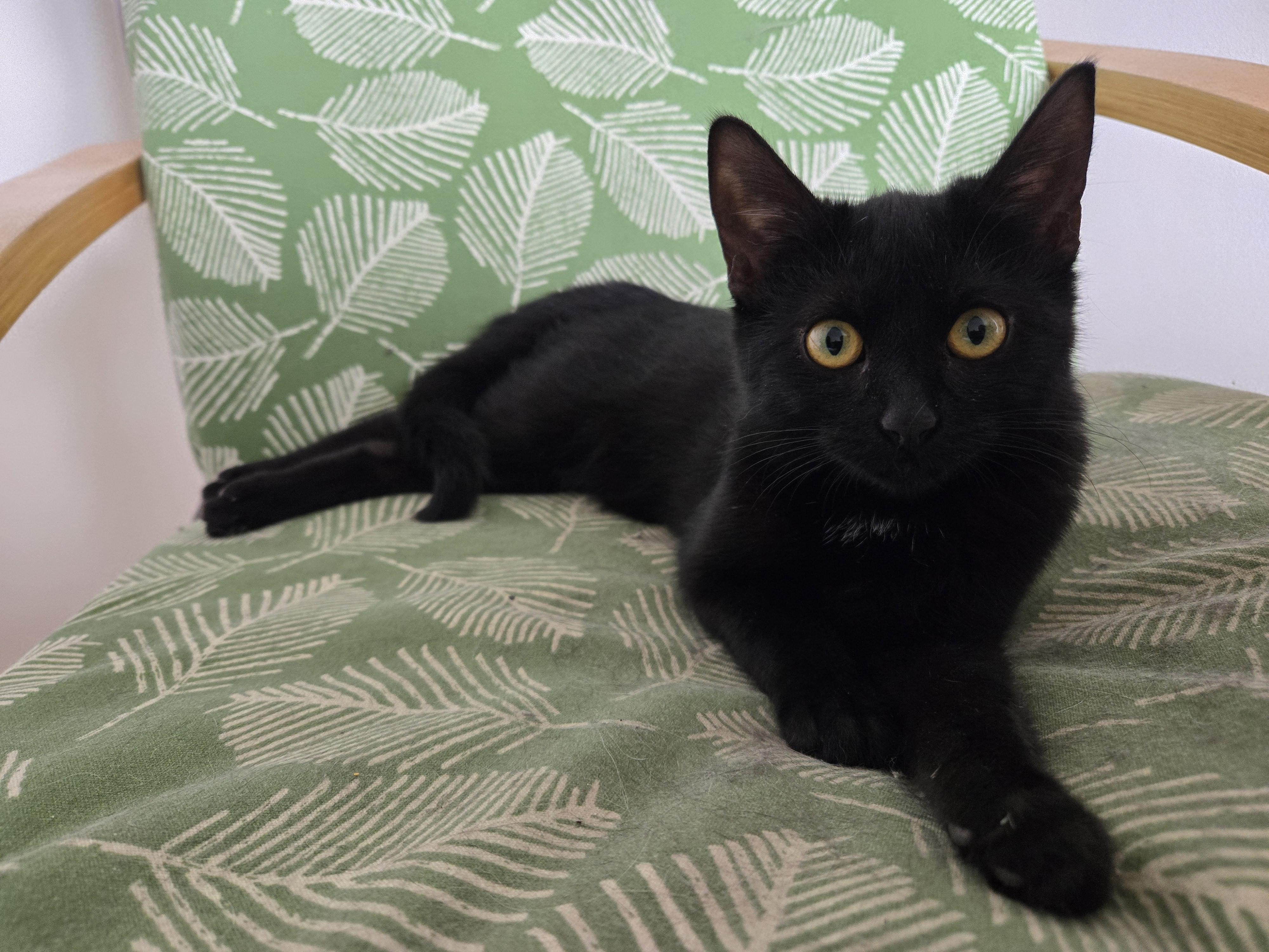 Spicy, adopted, Young Female Domestic Short Hair.