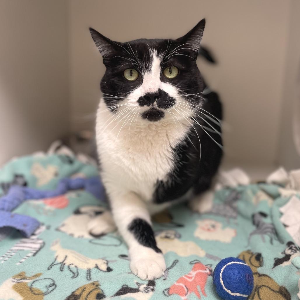 Enlarge Moostache, a Adoptable Domestic Short Hair in Champaign, IL image 1/4