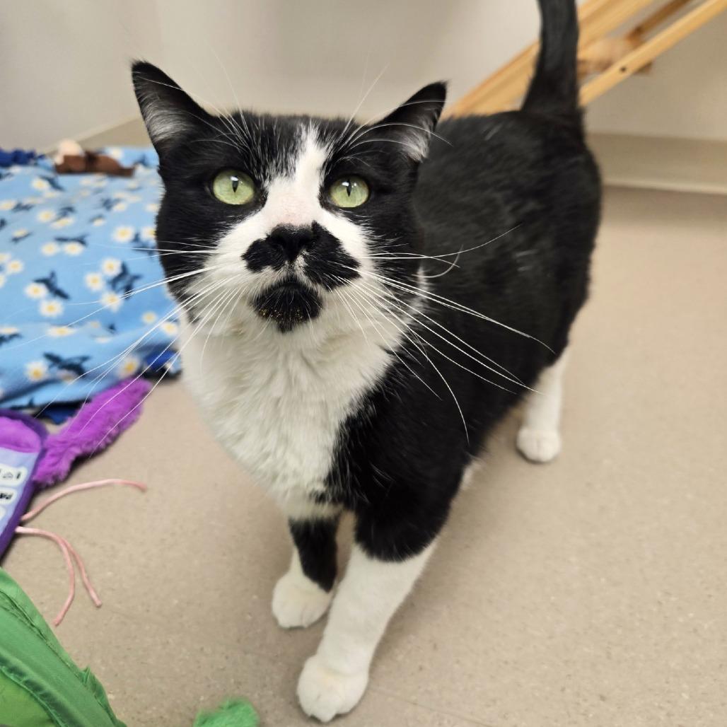 Enlarge Moostache, a Adoptable Domestic Short Hair in Champaign, IL image 2/4
