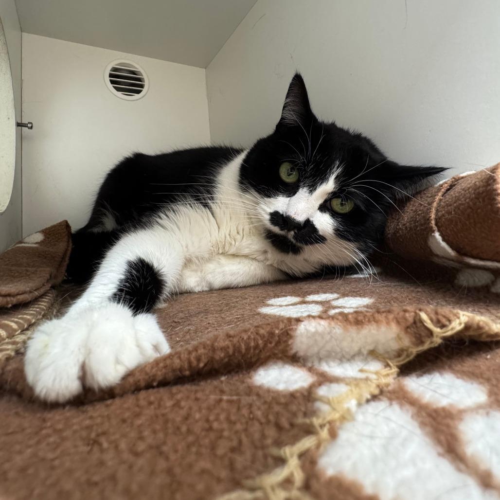 Enlarge Moostache, a Adoptable Domestic Short Hair in Champaign, IL image 3/4