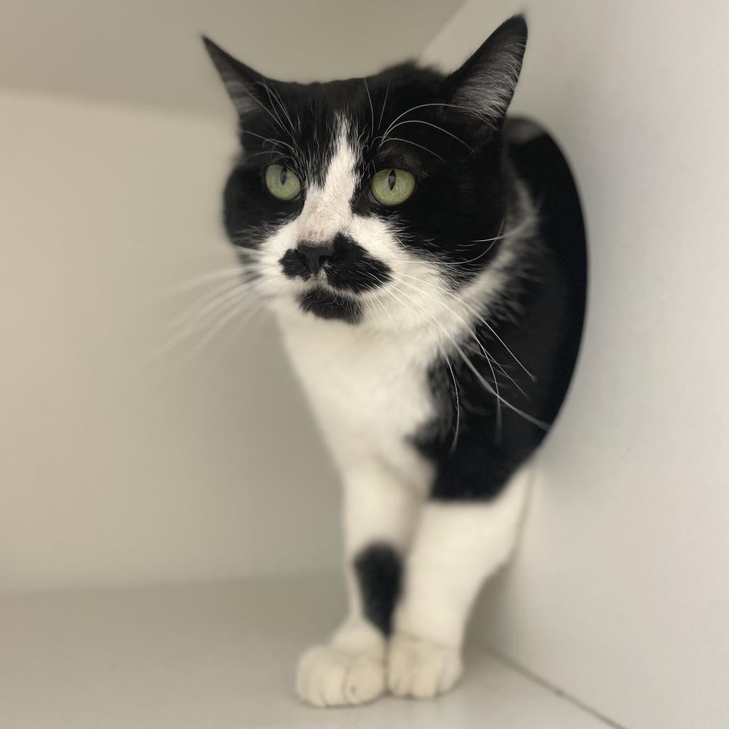 Enlarge Moostache, a Adoptable Domestic Short Hair in Champaign, IL image 4/4