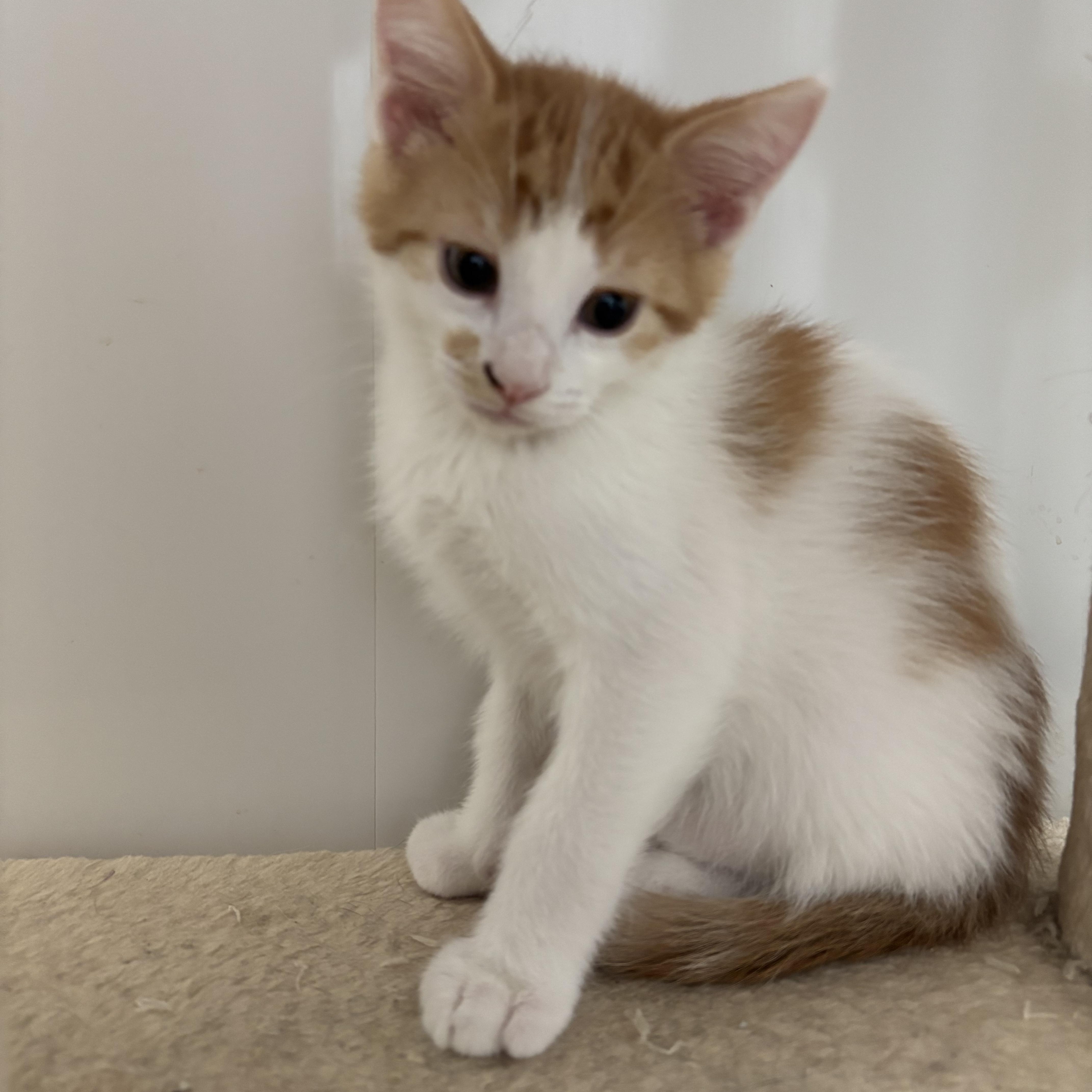 Gus, Baby Male Domestic Short Hair