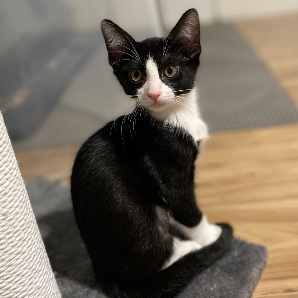 Enlarge Goose(berry), a Adoptable Domestic Short Hair in Sandy Springs, GA image 1/6