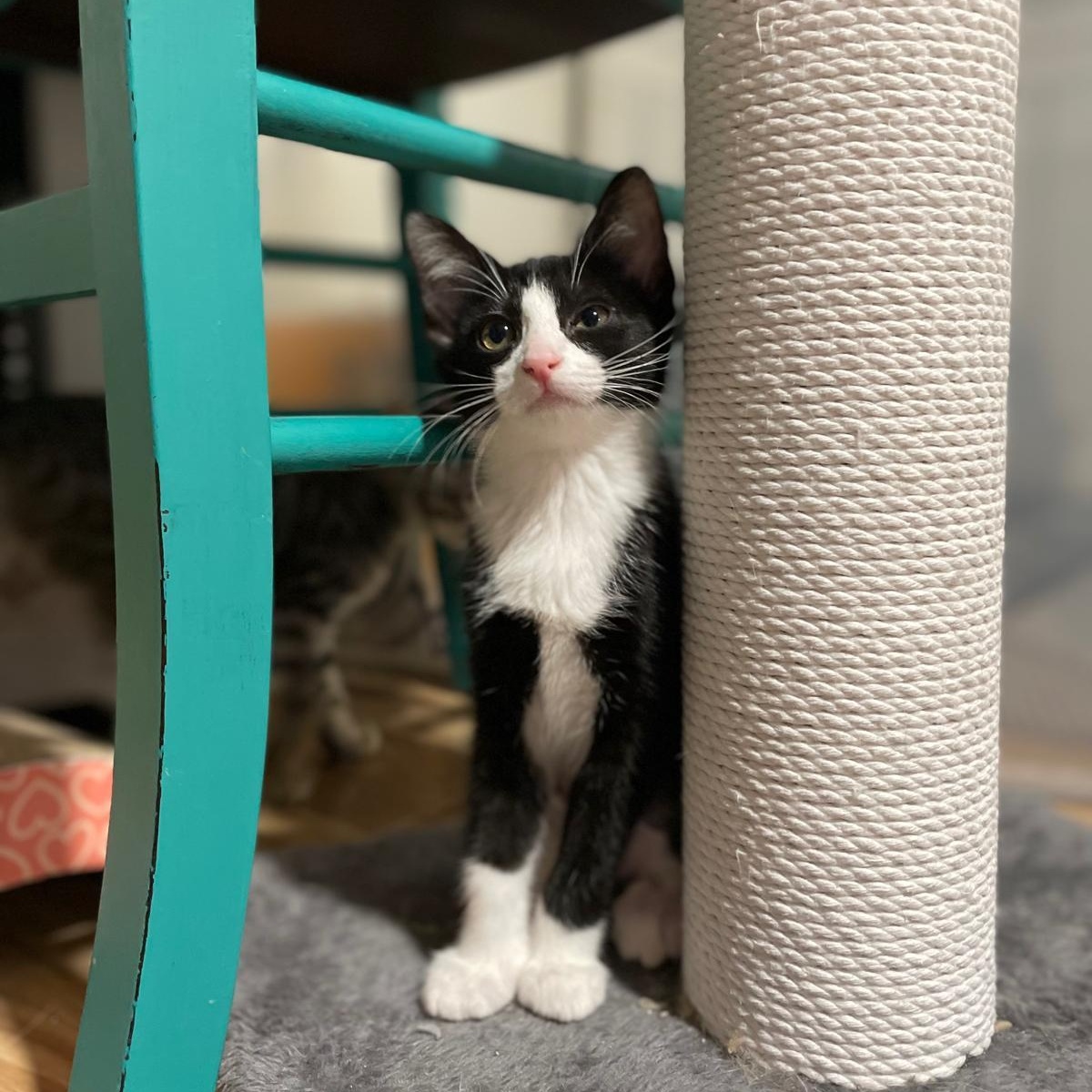 Enlarge Goose(berry), a Adoptable Domestic Short Hair in Sandy Springs, GA image 3/6