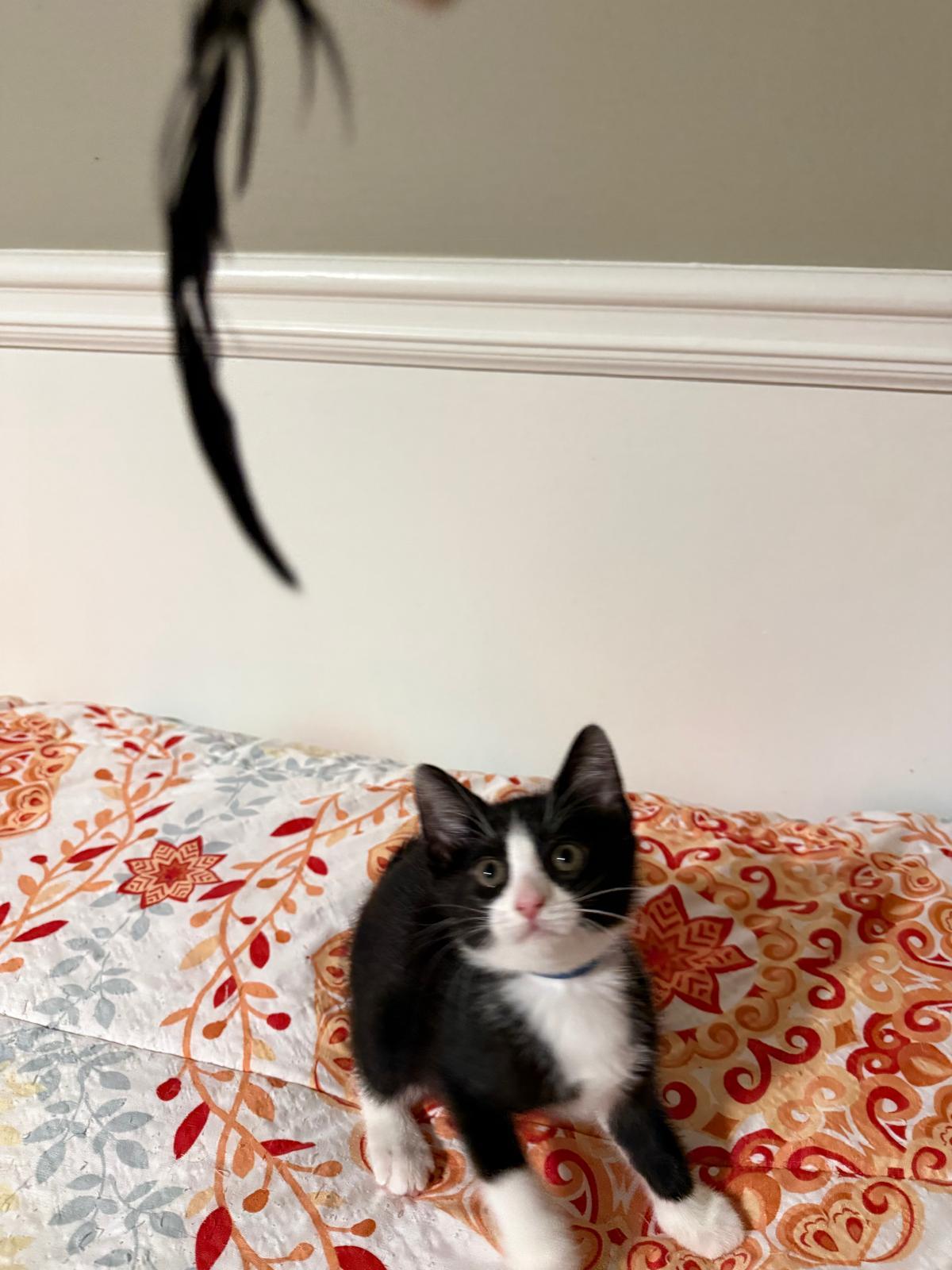 Enlarge Goose(berry), a Adoptable Domestic Short Hair in Sandy Springs, GA image 6/6