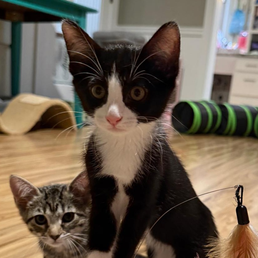 Enlarge Goose(berry), a Adoptable Domestic Short Hair in Sandy Springs, GA image 4/6