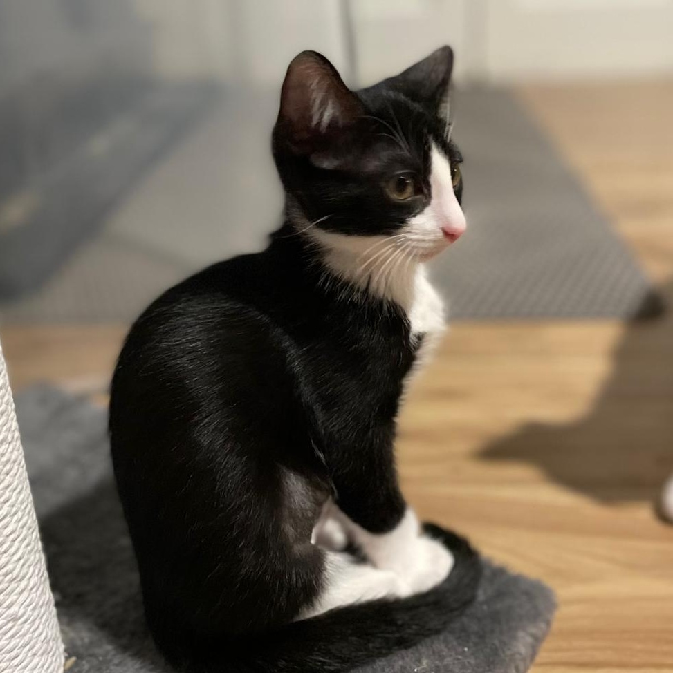 Enlarge Goose(berry), a Adoptable Domestic Short Hair in Sandy Springs, GA image 2/6