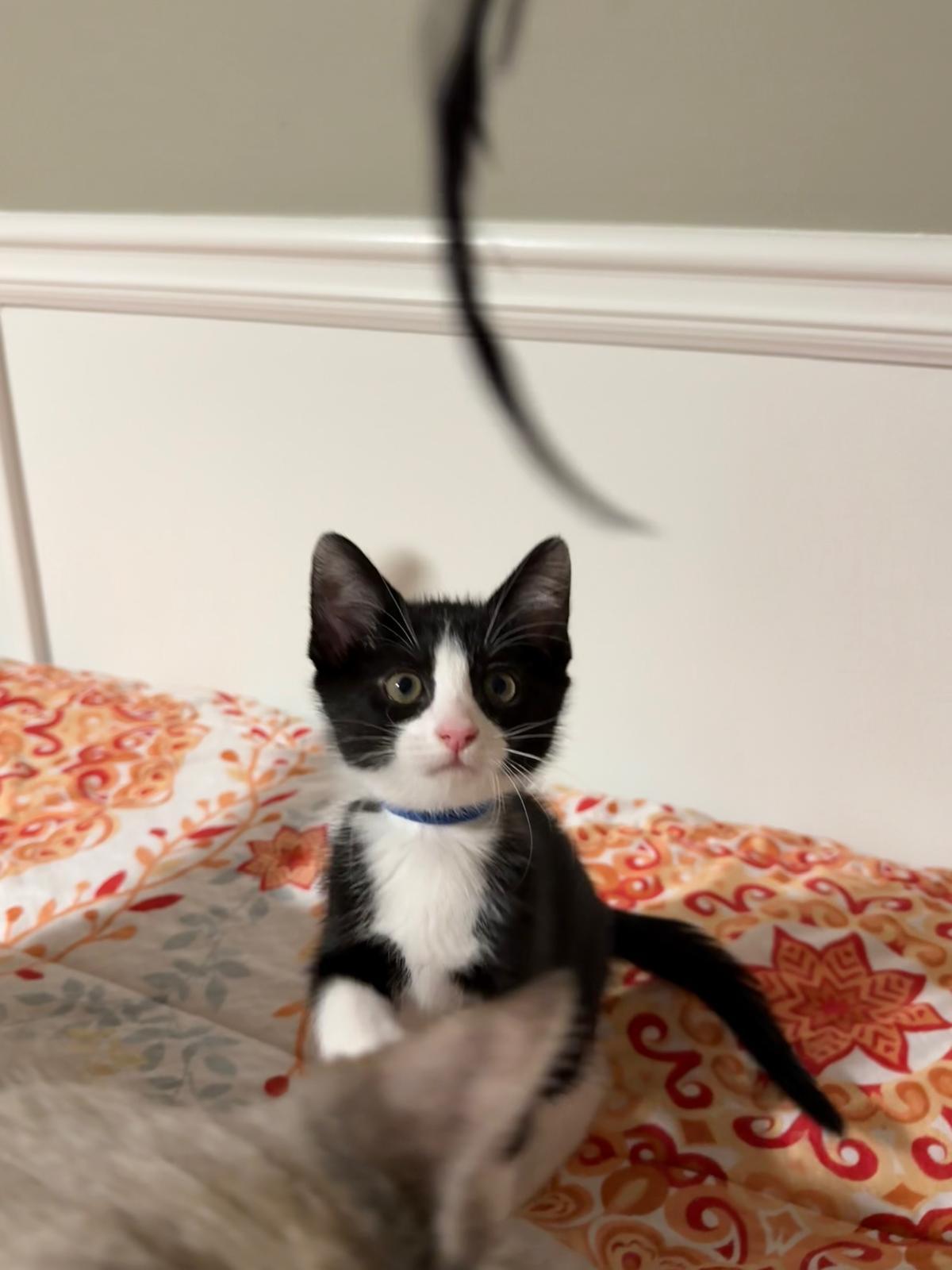 Enlarge Goose(berry), a Adoptable Domestic Short Hair in Sandy Springs, GA image 5/6