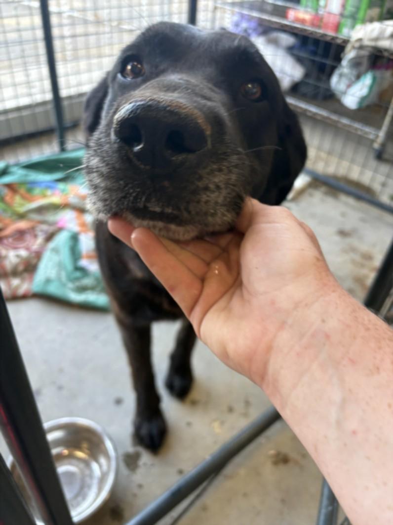 A210491, Adoptable, Adult Male Labrador Retriever & Mixed Breed.