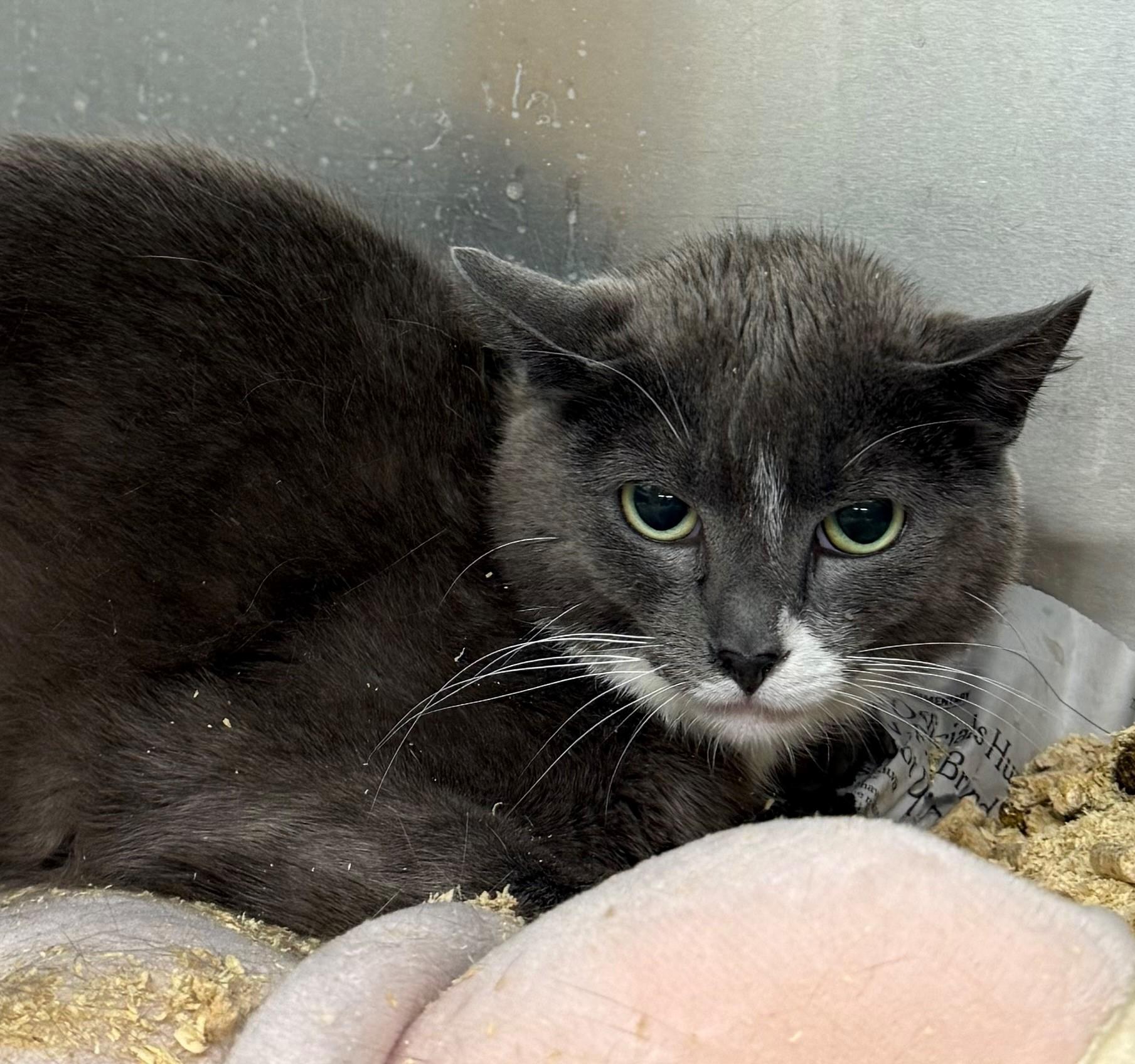 Philly, ADOPTABLE, Adult Female Domestic Short Hair.