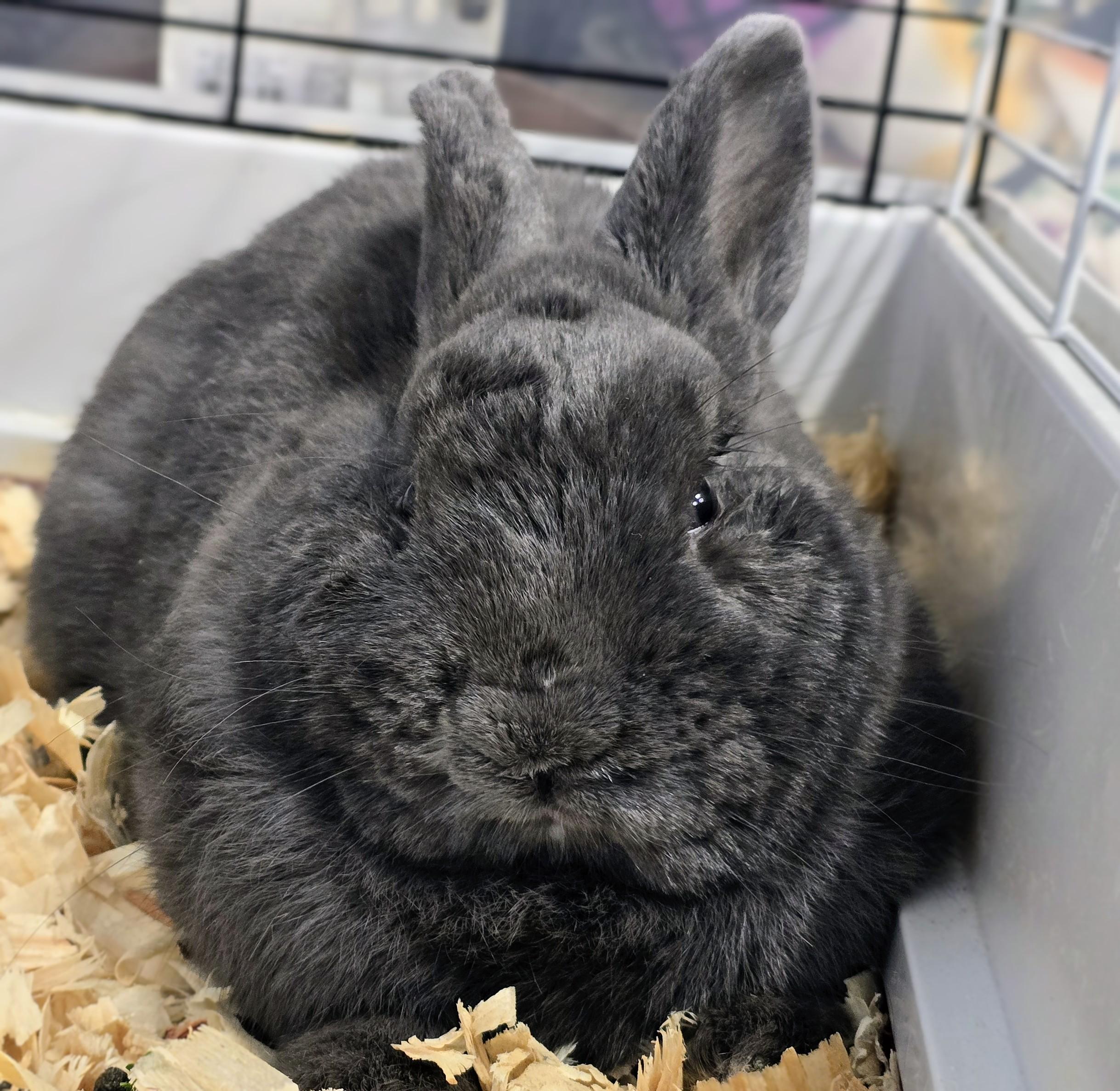121 Gandolf - Adoptable Pet | Petfinder | Petfinder