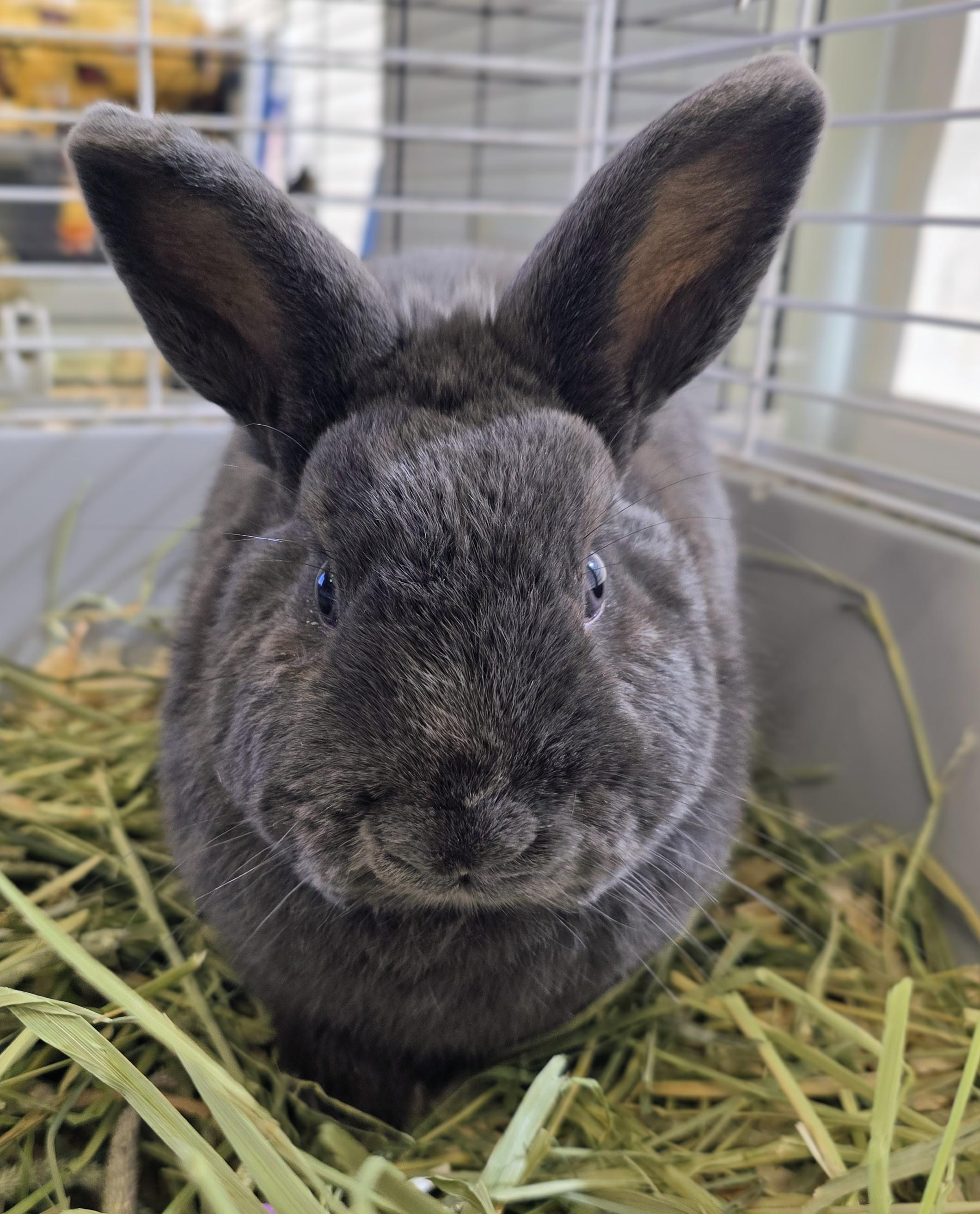 121 Gandolf - Adoptable Pet | Petfinder | Petfinder