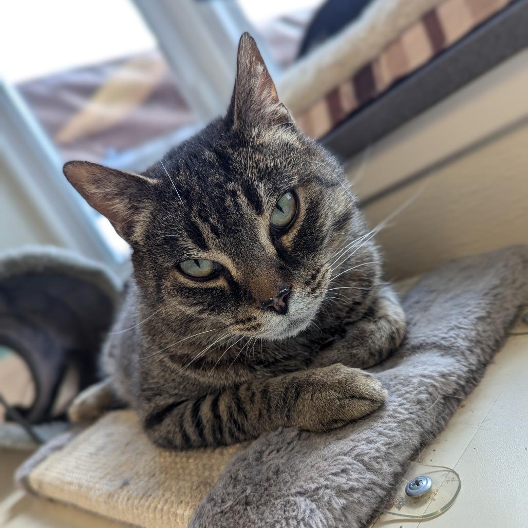 Fender, a Adoptable Domestic Short Hair in Marysville, OH image 1/2