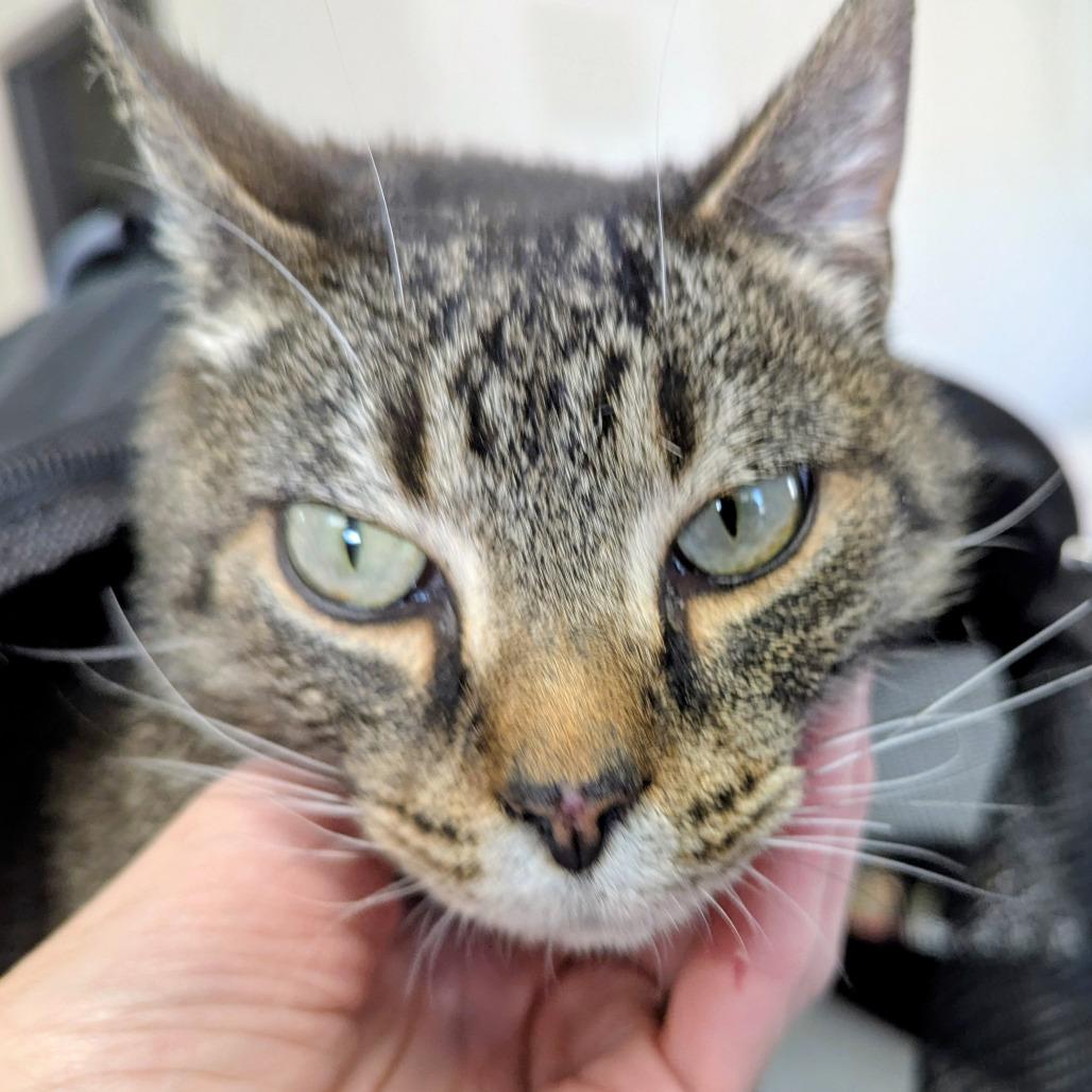 Fender, a Adoptable Domestic Short Hair in Marysville, OH image 2/2