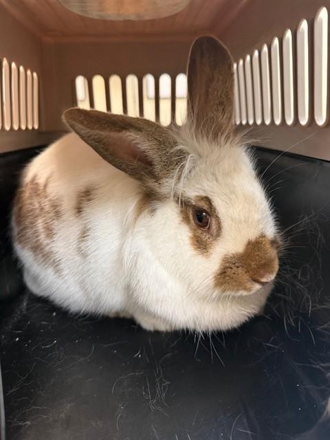 Enlarge DUCKY, a Adoptable Bunny Rabbit in Ogden, UT image 1/1