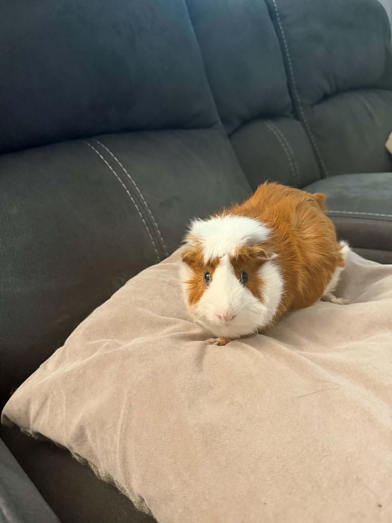 Pumba, a Adoptable Guinea Pig in Mechanicsburg, PA image 2/5