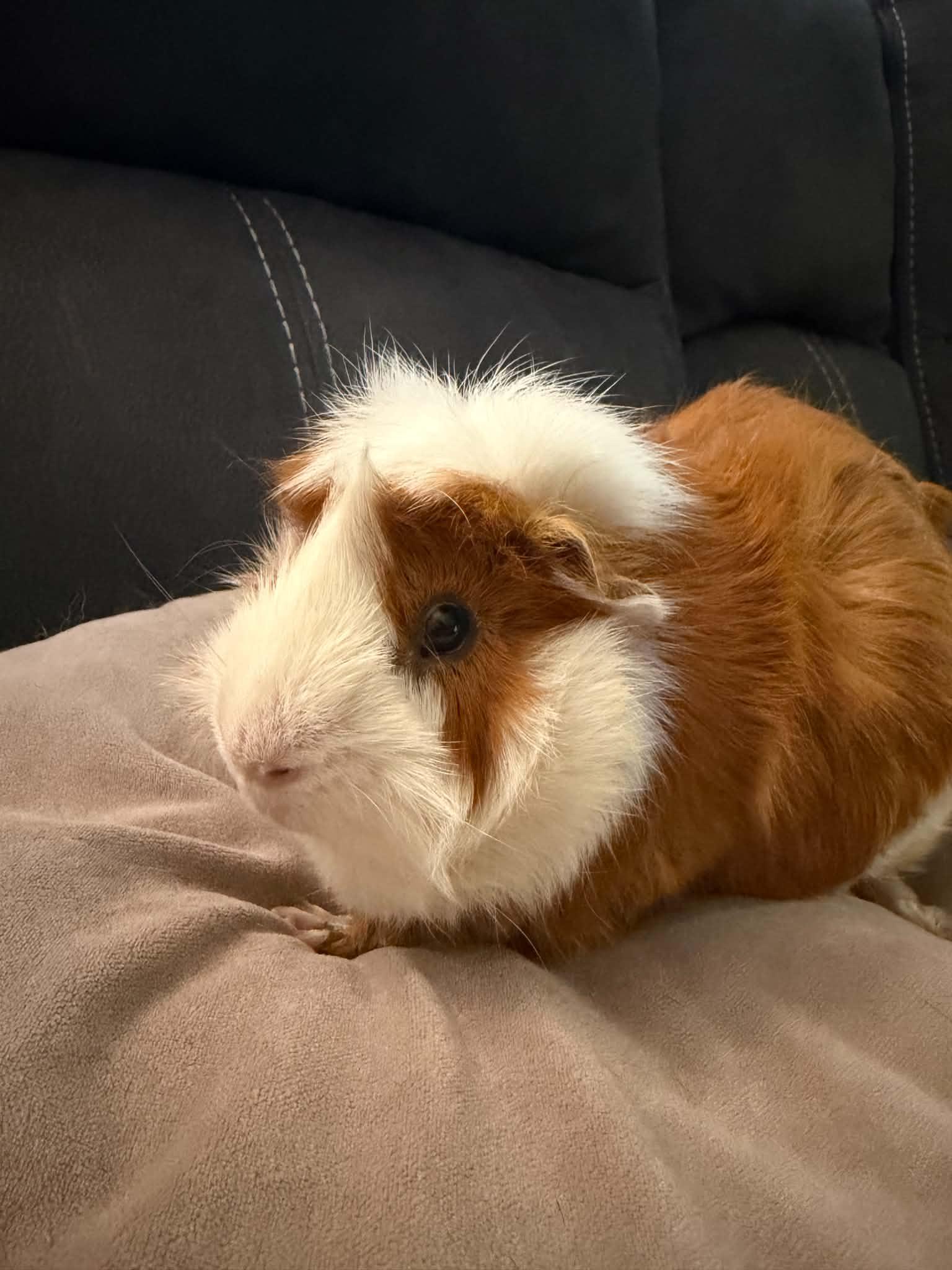 Pumba, a Adoptable Guinea Pig in Mechanicsburg, PA image 1/5