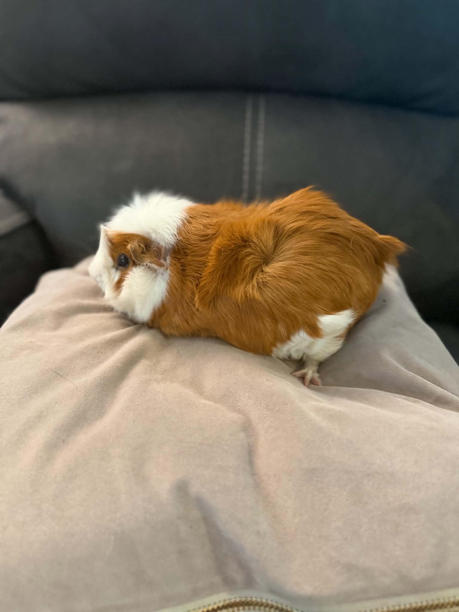 Pumba, a Adoptable Guinea Pig in Mechanicsburg, PA image 3/5