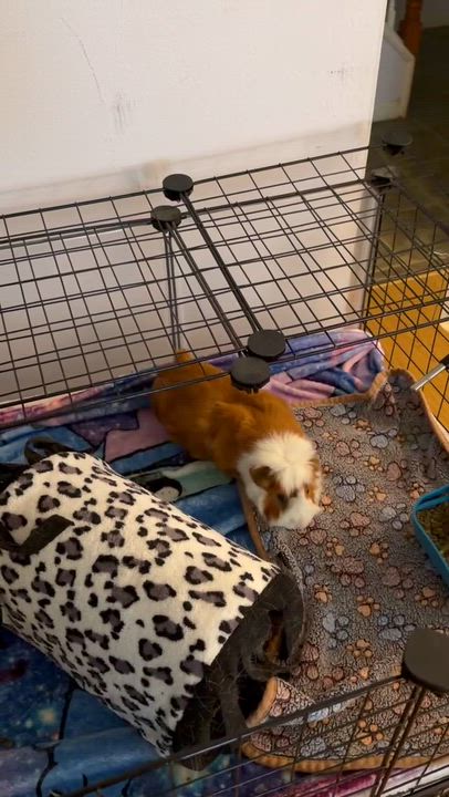 Enlarge Pumba, a Adoptable Guinea Pig in Mechanicsburg, PA video 4/5