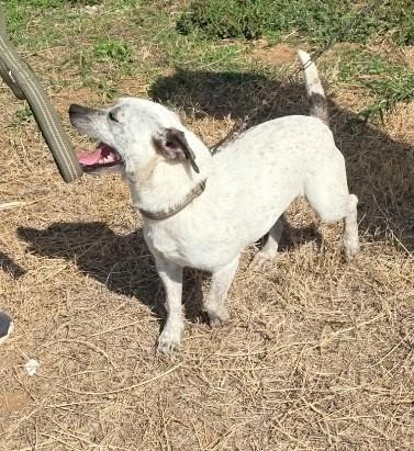 Enlarge Dixie, a ADOPTABLE mixed breed in Paramus, NJ image 3/6