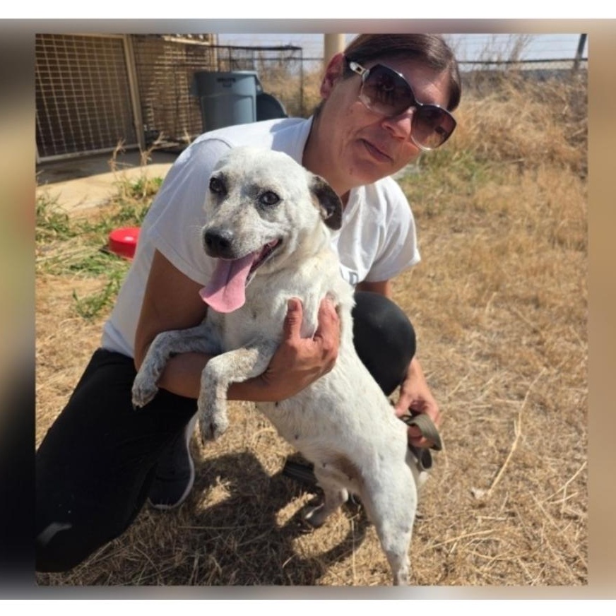 Enlarge Dixie, a ADOPTABLE mixed breed in Paramus, NJ image 5/6