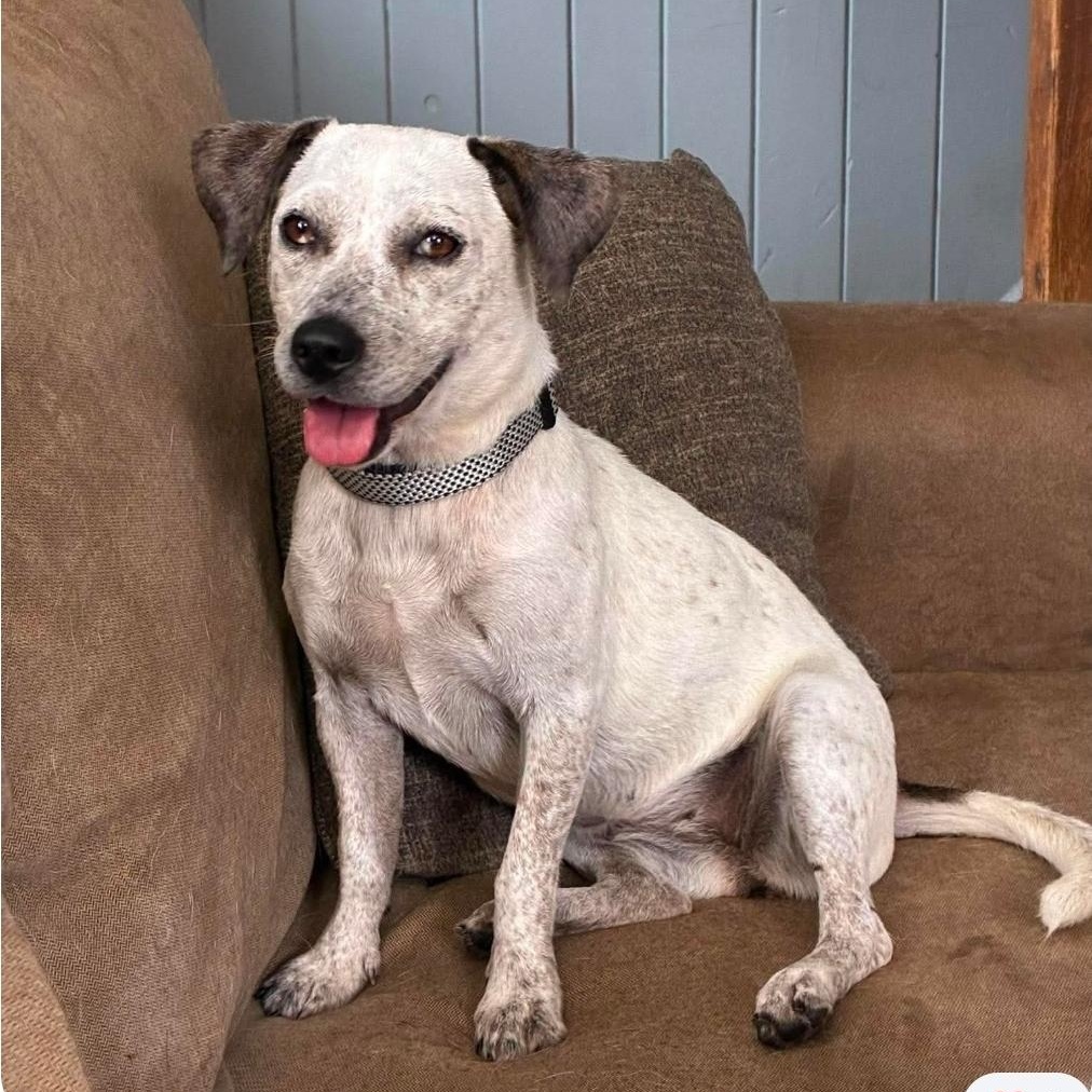Dixie, adoptable, Young Female Mixed Breed.
