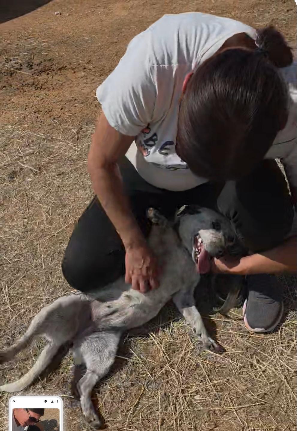 Enlarge Dixie, a ADOPTABLE mixed breed in Paramus, NJ image 4/6