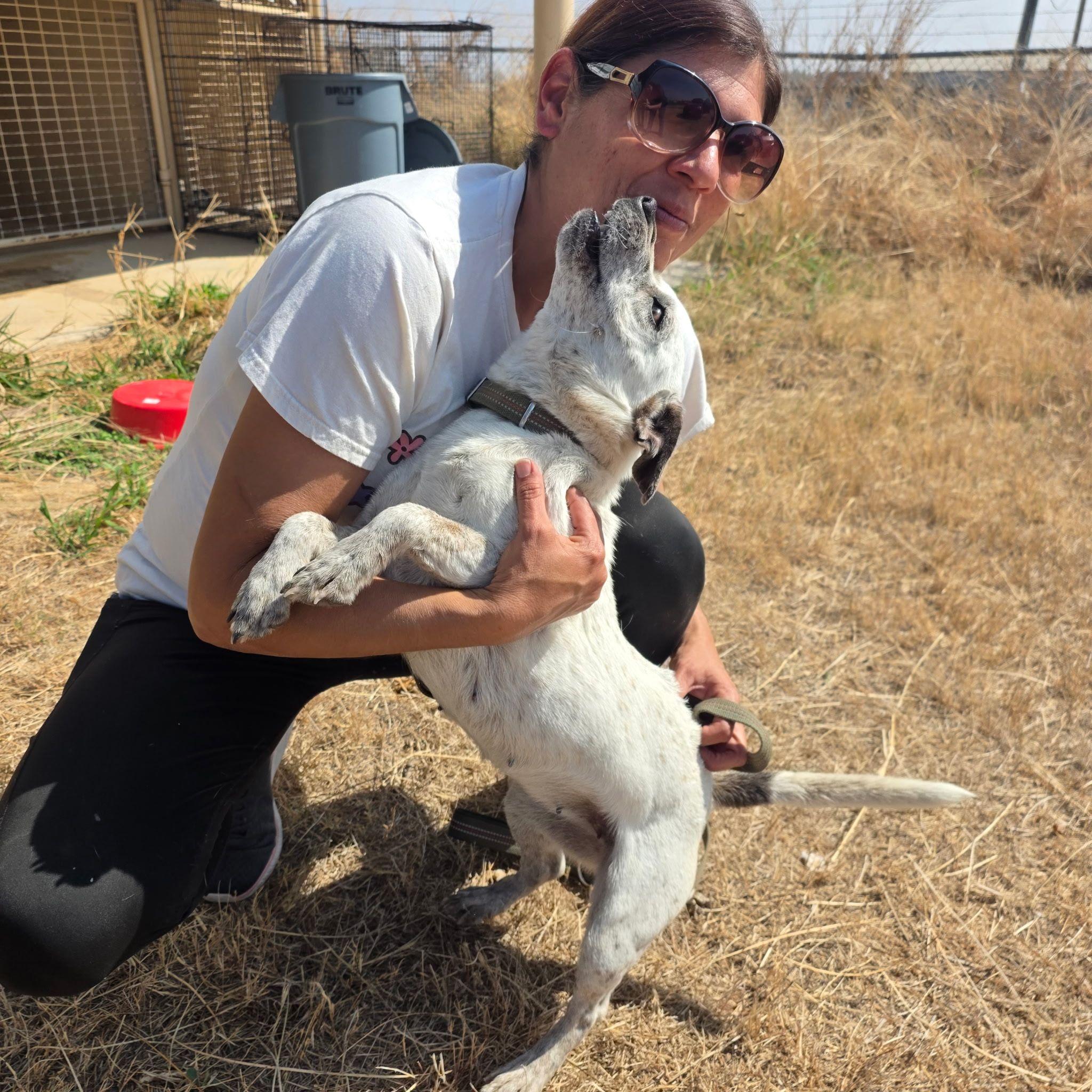 Enlarge Dixie, a ADOPTABLE mixed breed in Paramus, NJ image 2/6