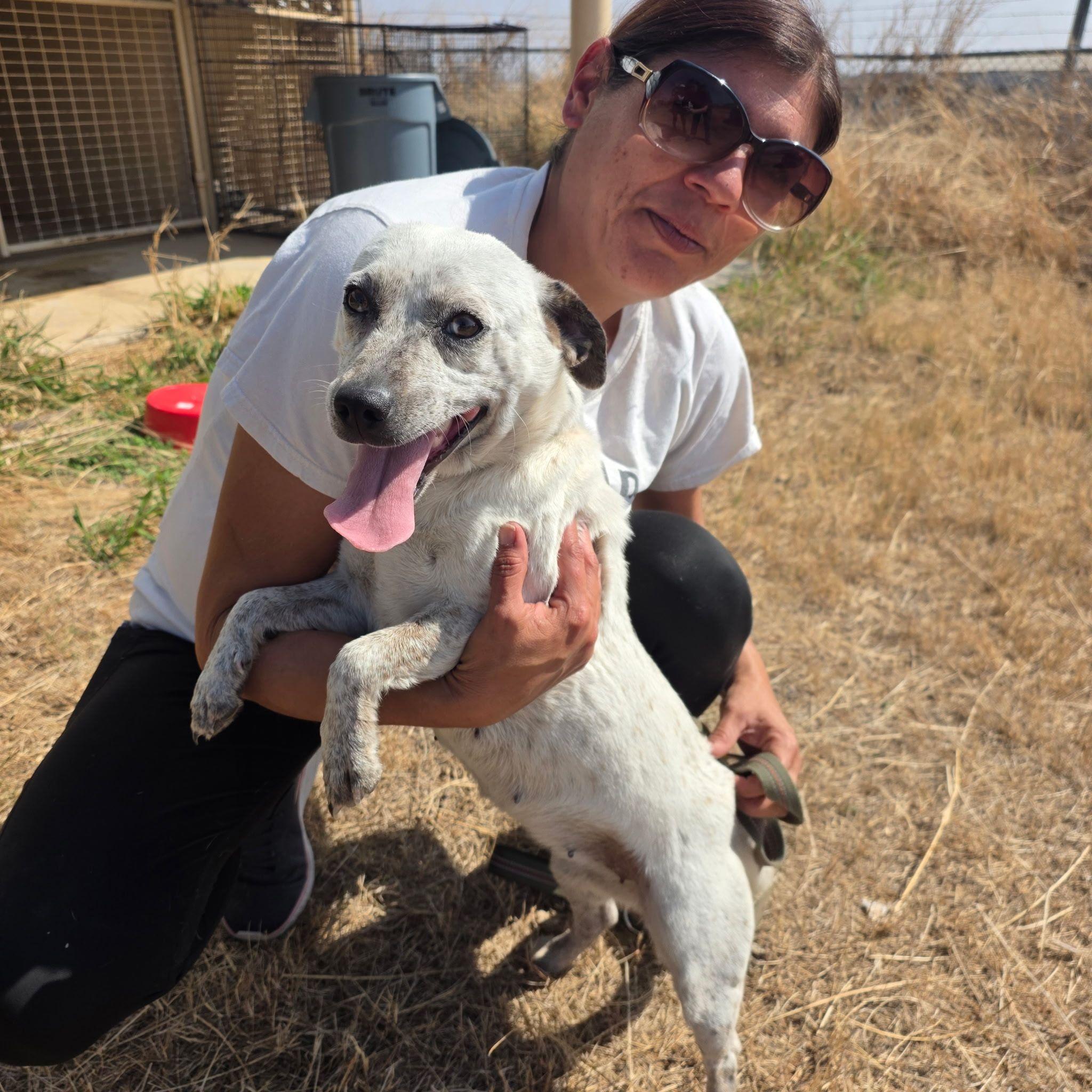 Dixie, ADOPTABLE, Young Female Mixed Breed.