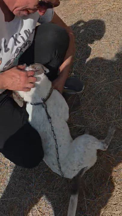 Enlarge Dixie, a ADOPTABLE mixed breed in Paramus, NJ video 6/6