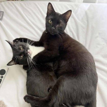 Zach, Adoptable, Young Male Domestic Short Hair.