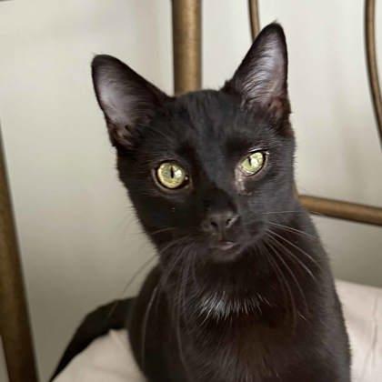 Zach, Adoptable, Young Male Domestic Short Hair.