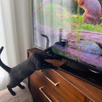 Enlarge Zach, a Adoptable mixed breed in Atlanta, GA image 3/3