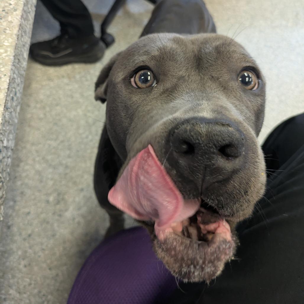 Chloe, a Adoptable Pit Bull Terrier in Manhattan, KS image 1/6