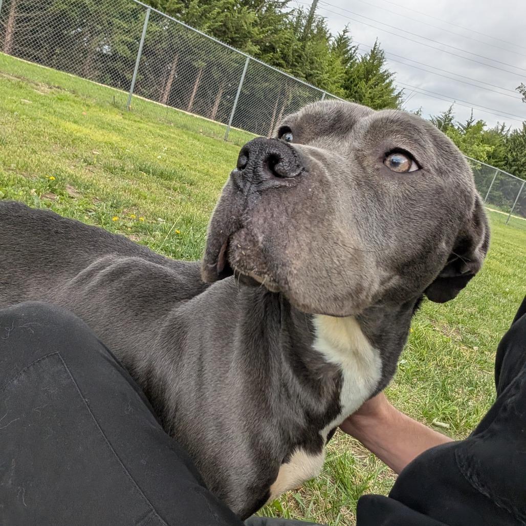 Chloe, a Adoptable Pit Bull Terrier in Manhattan, KS image 2/6