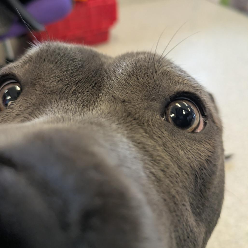 Chloe, a Adoptable Pit Bull Terrier in Manhattan, KS image 3/6
