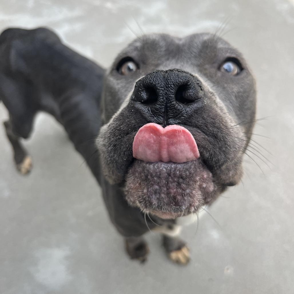 Chloe, a Adoptable Pit Bull Terrier in Manhattan, KS image 4/6