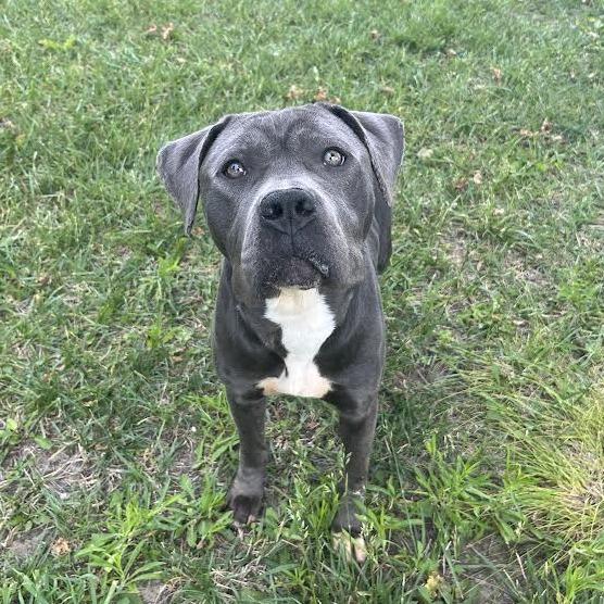 Chloe, a Adoptable Pit Bull Terrier in Manhattan, KS image 5/6