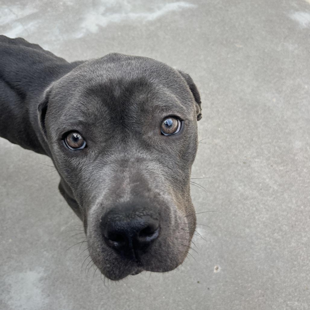 Chloe, a Adoptable Pit Bull Terrier in Manhattan, KS image 6/6
