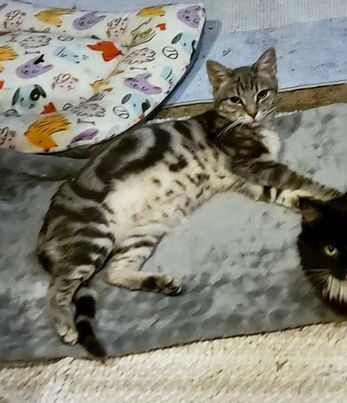 Liza, a Adoptable mixed breed in Omaha, NE image 5/9