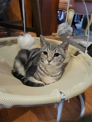 Liza, a Adoptable mixed breed in Omaha, NE image 6/9