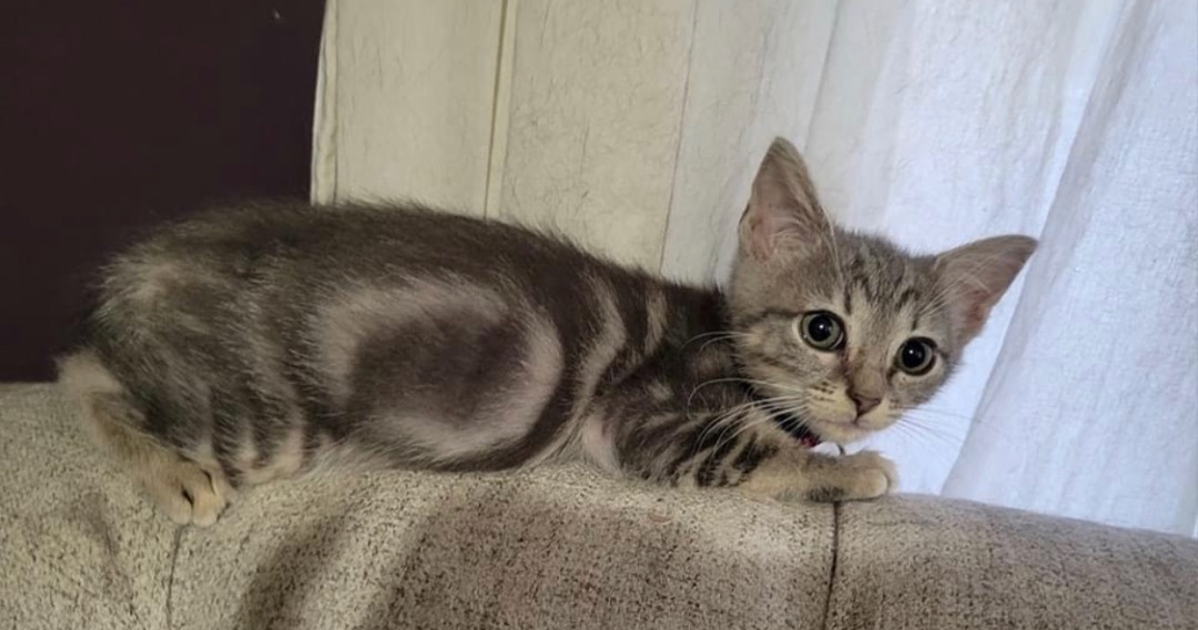 Enlarge Liza, a Adoptable mixed breed in Omaha, NE image 8/9