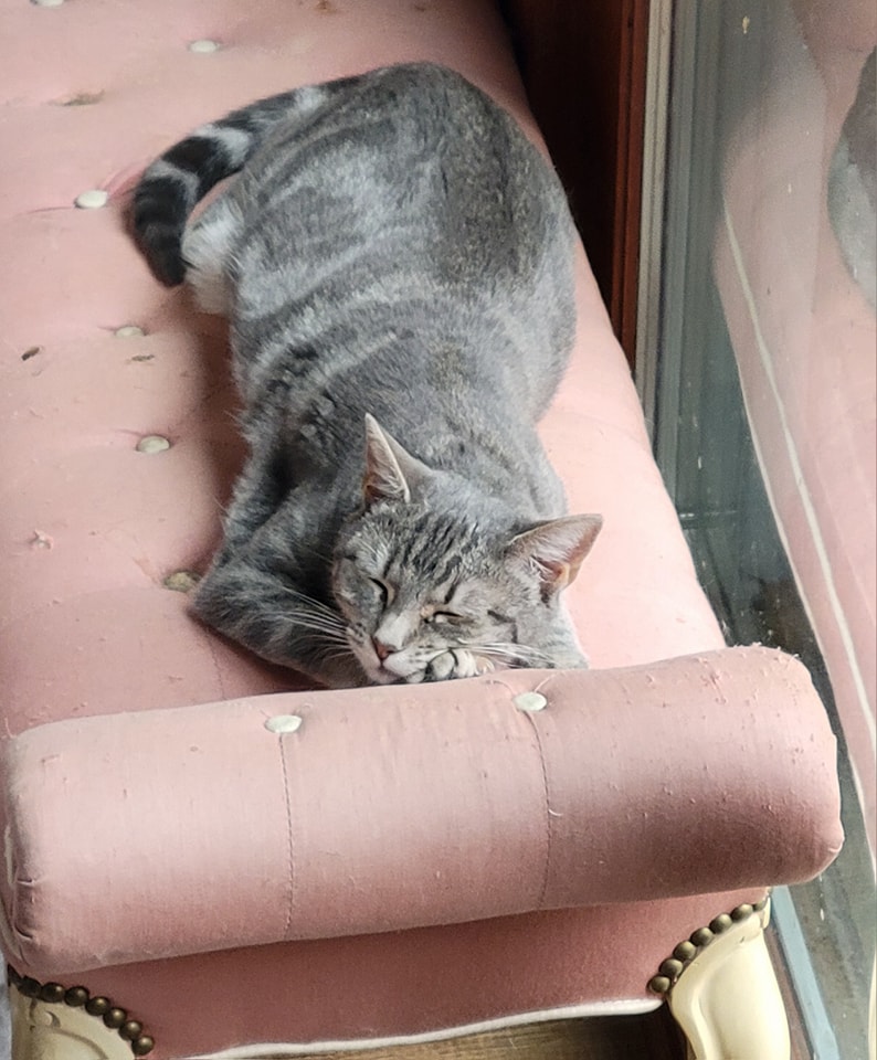 Liza, a Adoptable mixed breed in Omaha, NE image 1/9