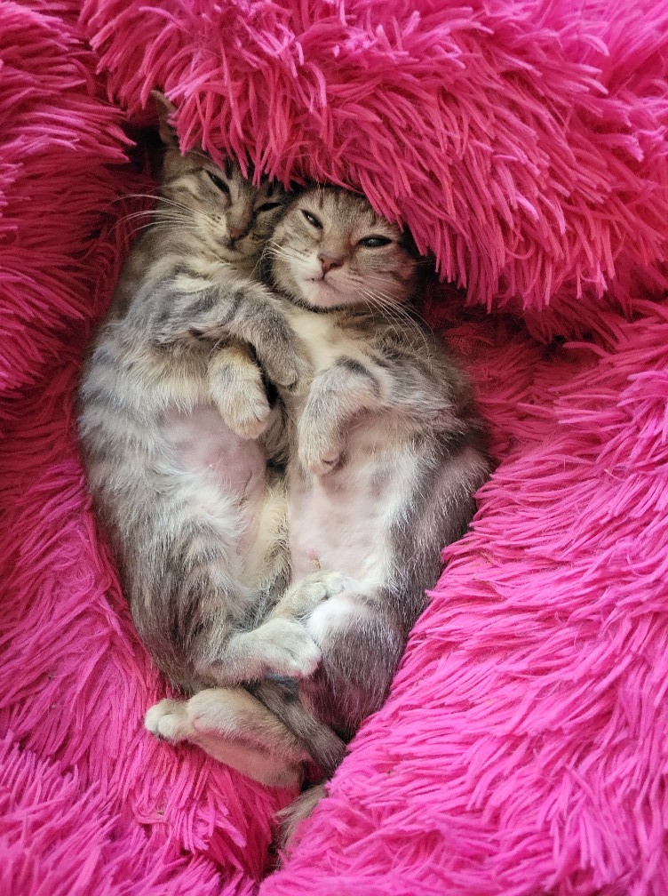 Enlarge Liza, a Adoptable mixed breed in Omaha, NE image 9/9