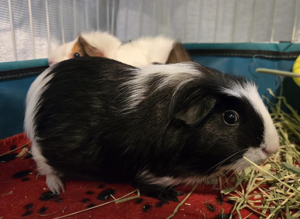 Enlarge Lola and Petunia, an adopted mixed breed in Bellingham, WA image 2/2