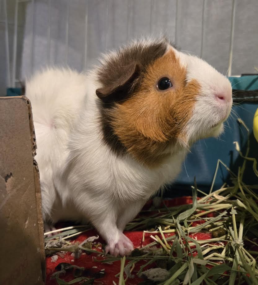 Lola and Petunia, ADOPTABLE, Young Female Guinea Pig.