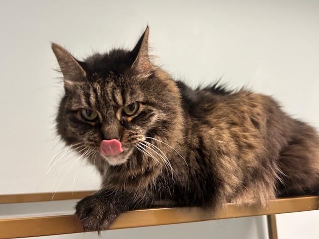 Enlarge Nicole, a Adoptable Maine Coon in Chicago, IL image 4/5