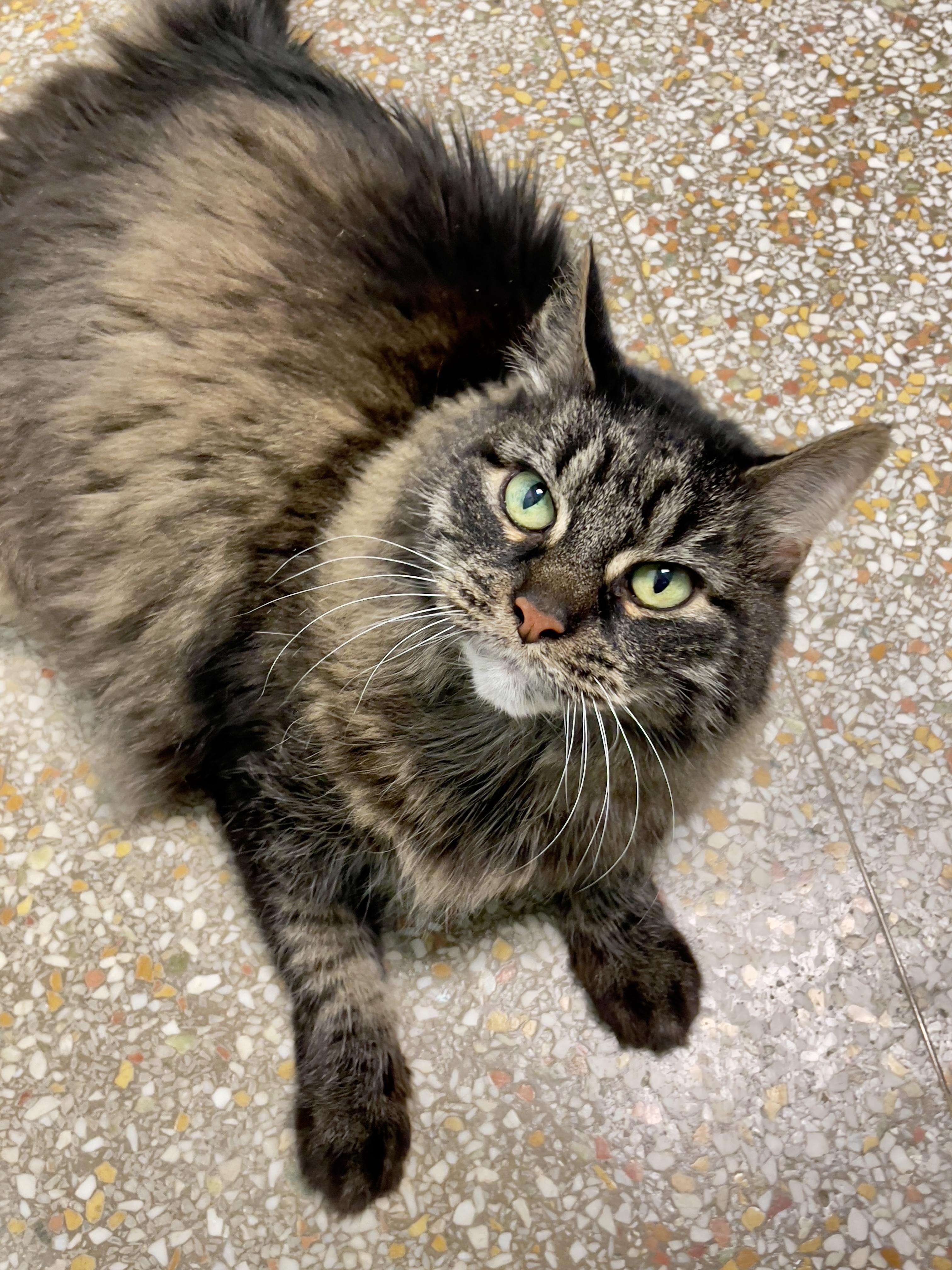 Enlarge Nicole, a Adoptable Maine Coon in Chicago, IL image 1/5