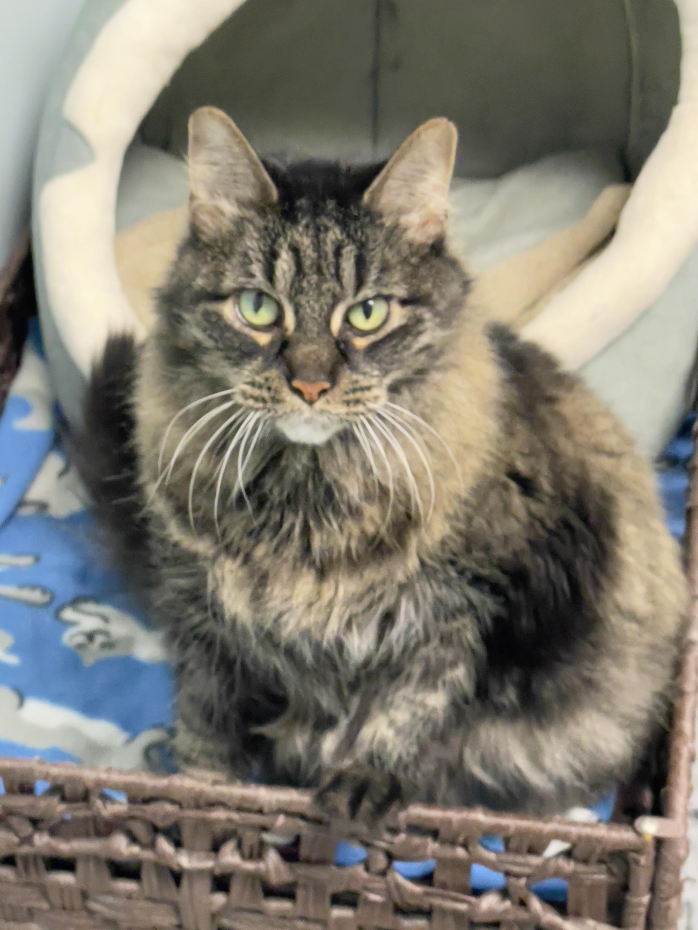 Enlarge Nicole, a Adoptable Maine Coon in Chicago, IL image 2/5